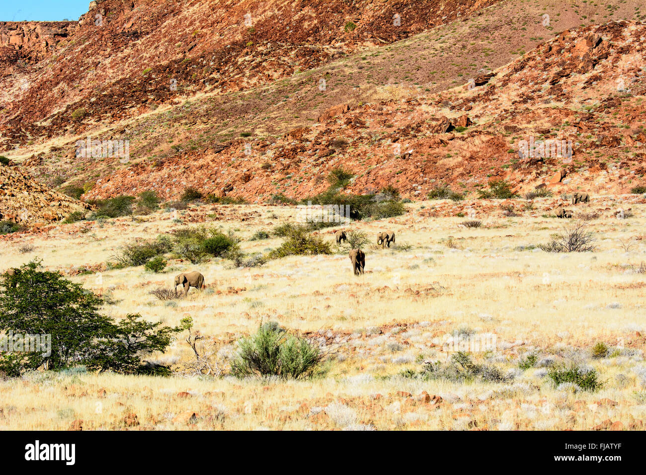 Los elefantes del desierto en su entorno natural. Foto de stock