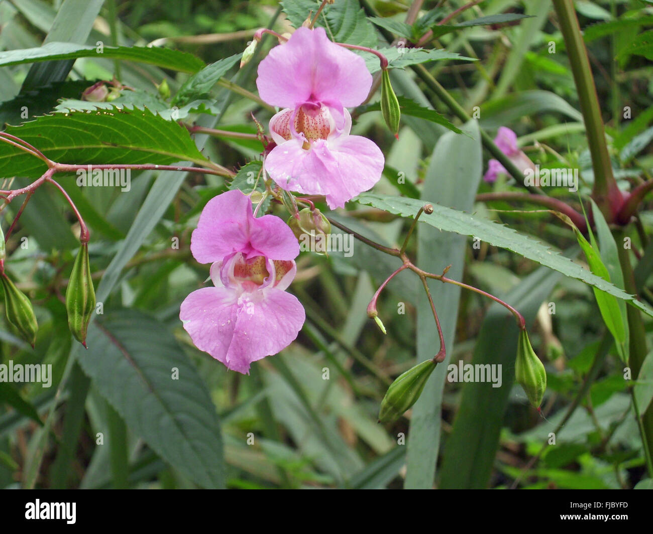 Flores y vainas explosivas de la maleza invasora, Himalayan balsam, Impatiens glandulifera, creciendo en un pantano con un fondo de hojas. Foto de stock