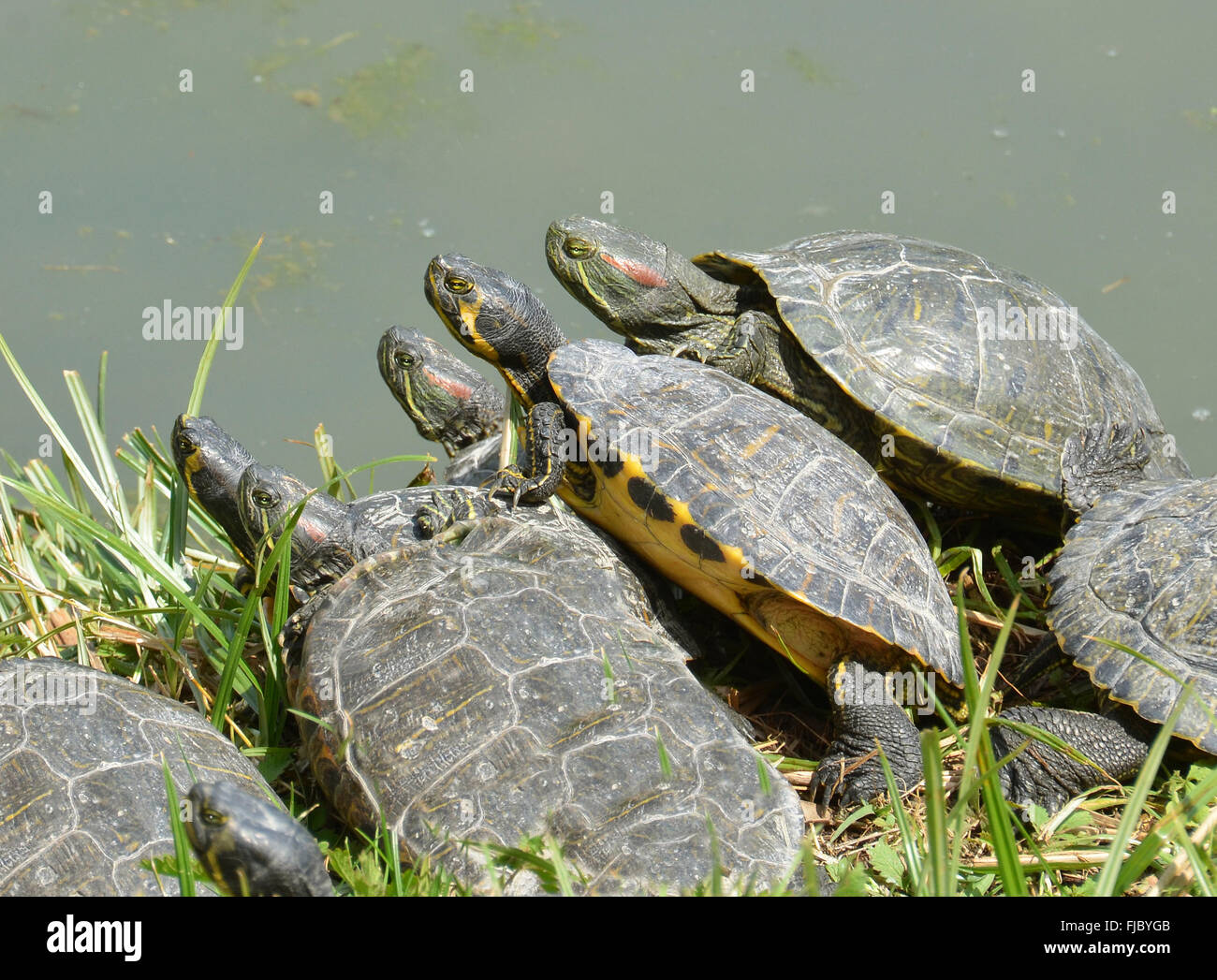 Las tortugas de agua vertical Foto de stock
