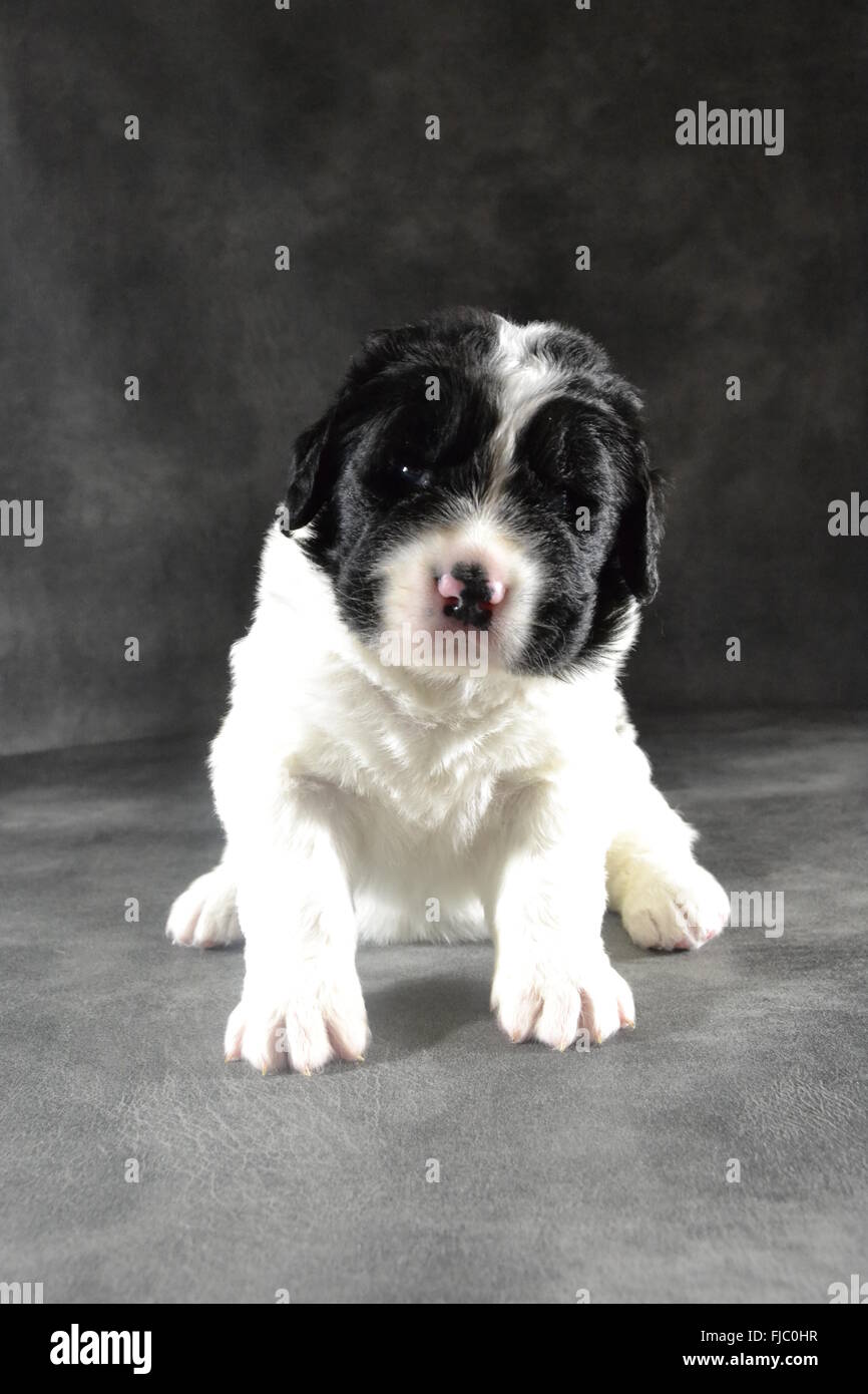 Landseer cachorro amor abrazos Foto de stock