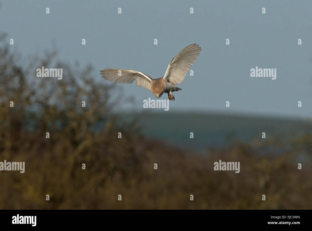 Barn Owl-Tyto alba se sitúa encima de la presa. La primavera. Uk Foto de stock