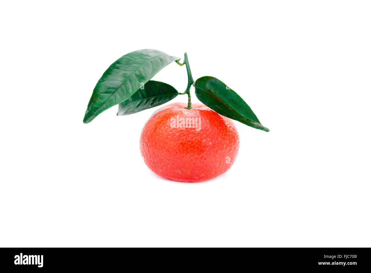 Mandarina fresca con tallos y hojas verdes Foto de stock
