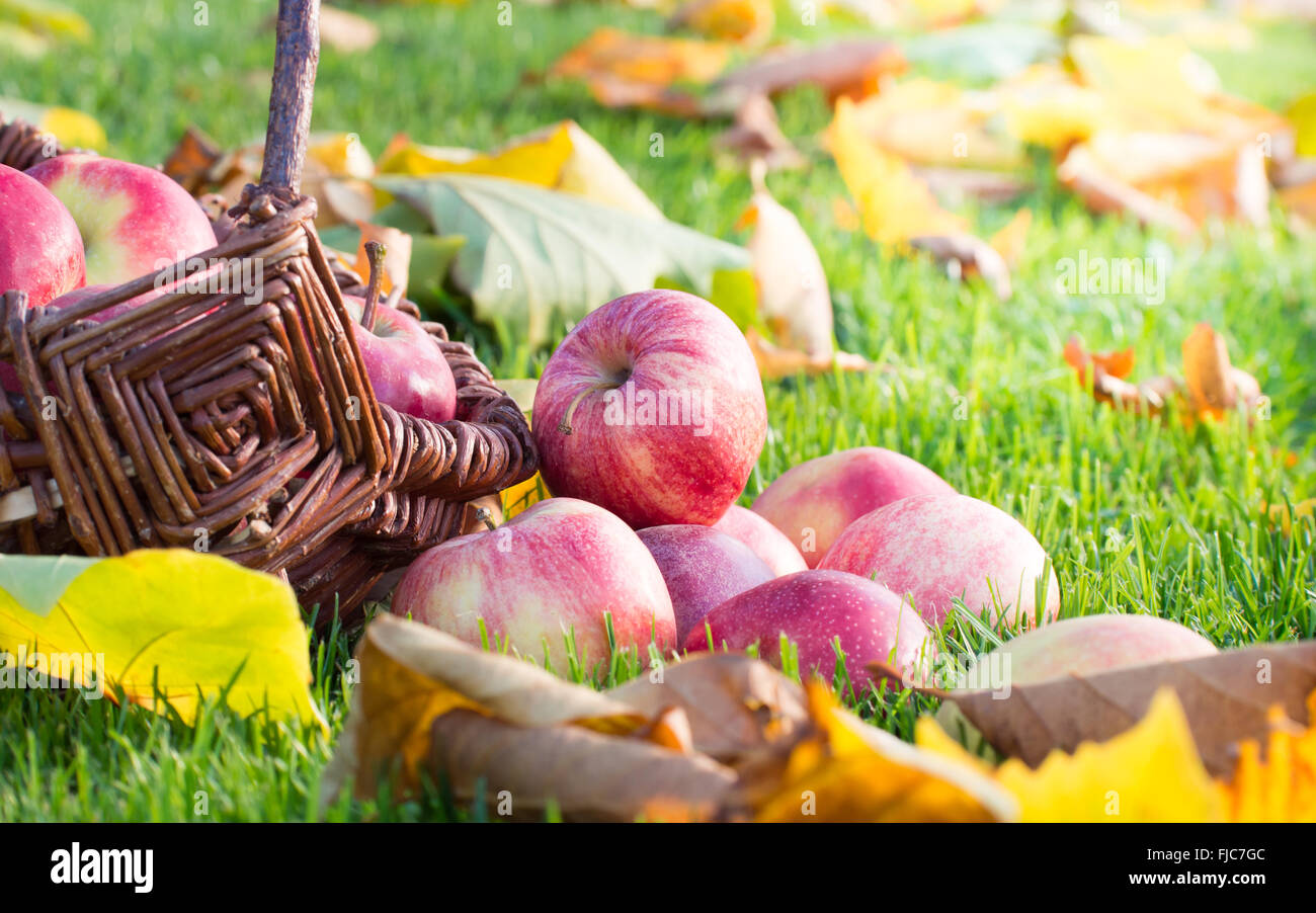 Cesta de mimbre con manzanas rojas sobre un césped con hojas de otoño. Foto de stock