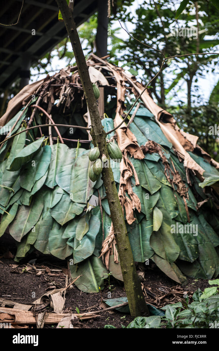 Cacao dentro del bosque lluvioso bioma en el Eden Project. Foto de stock
