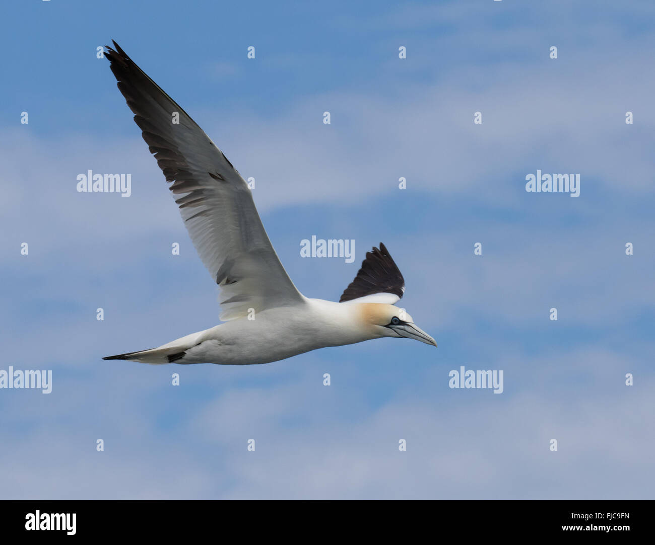 Norte de Gannett adoptadas sobre aves marinas pelágicas viajes desde Islas Scilly, Cornwall a bordo del Sapphire Foto de stock