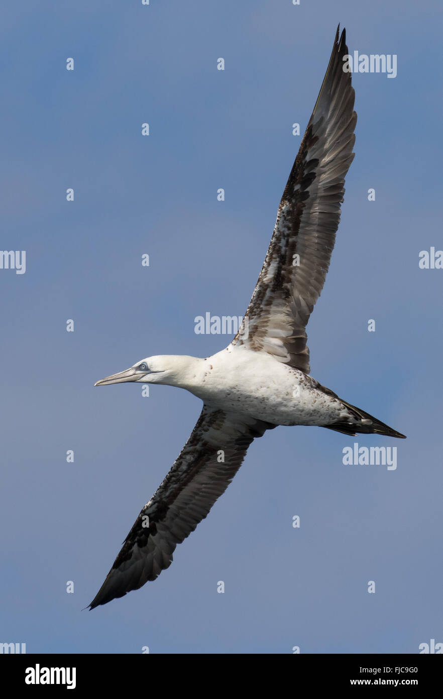 Norte de Gannett adoptadas sobre aves marinas pelágicas viajes desde Islas Scilly, Cornwall a bordo del Sapphire Foto de stock