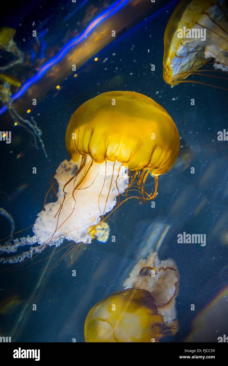 Ortiga de mar del Pacífico medusas Foto de stock