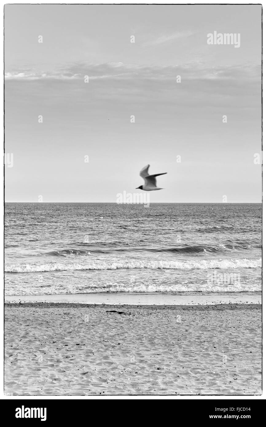 Una foto en blanco y negro de un pájaro volando en el cielo, hacia el mar en la playa de arena y una banda horizontal de nubes en t Foto de stock