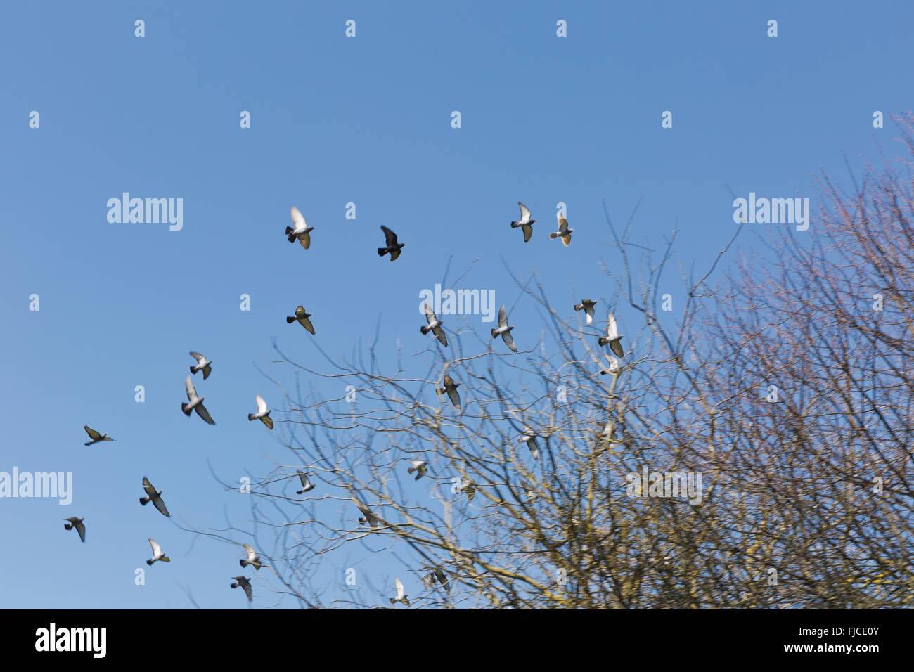 Una bandada de pájaros en el azul sin nubes Foto de stock