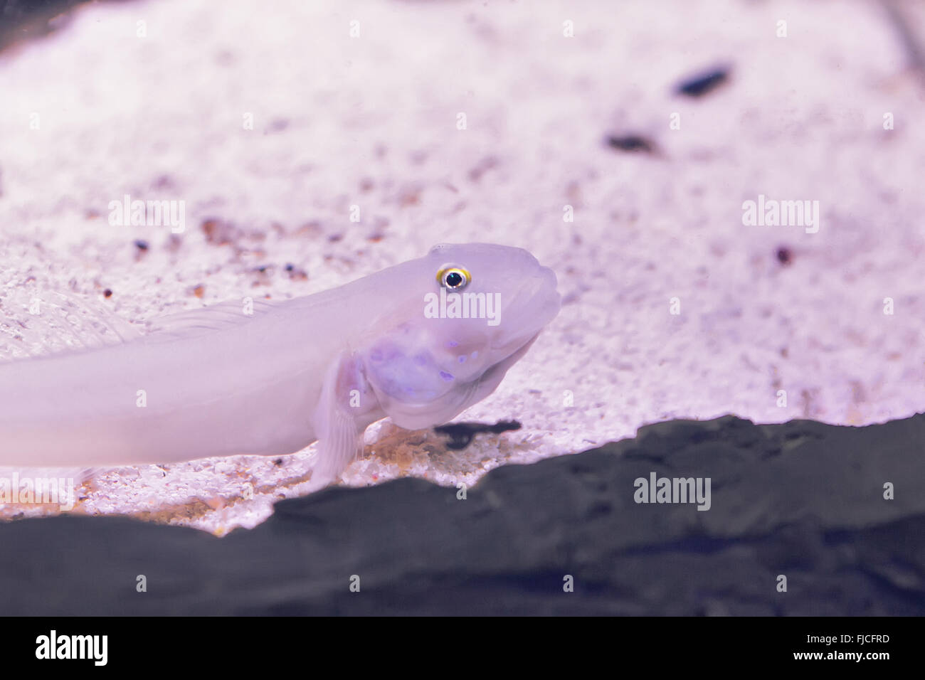 Bagre de bigotes fotografías e imágenes de alta resolución - Alamy