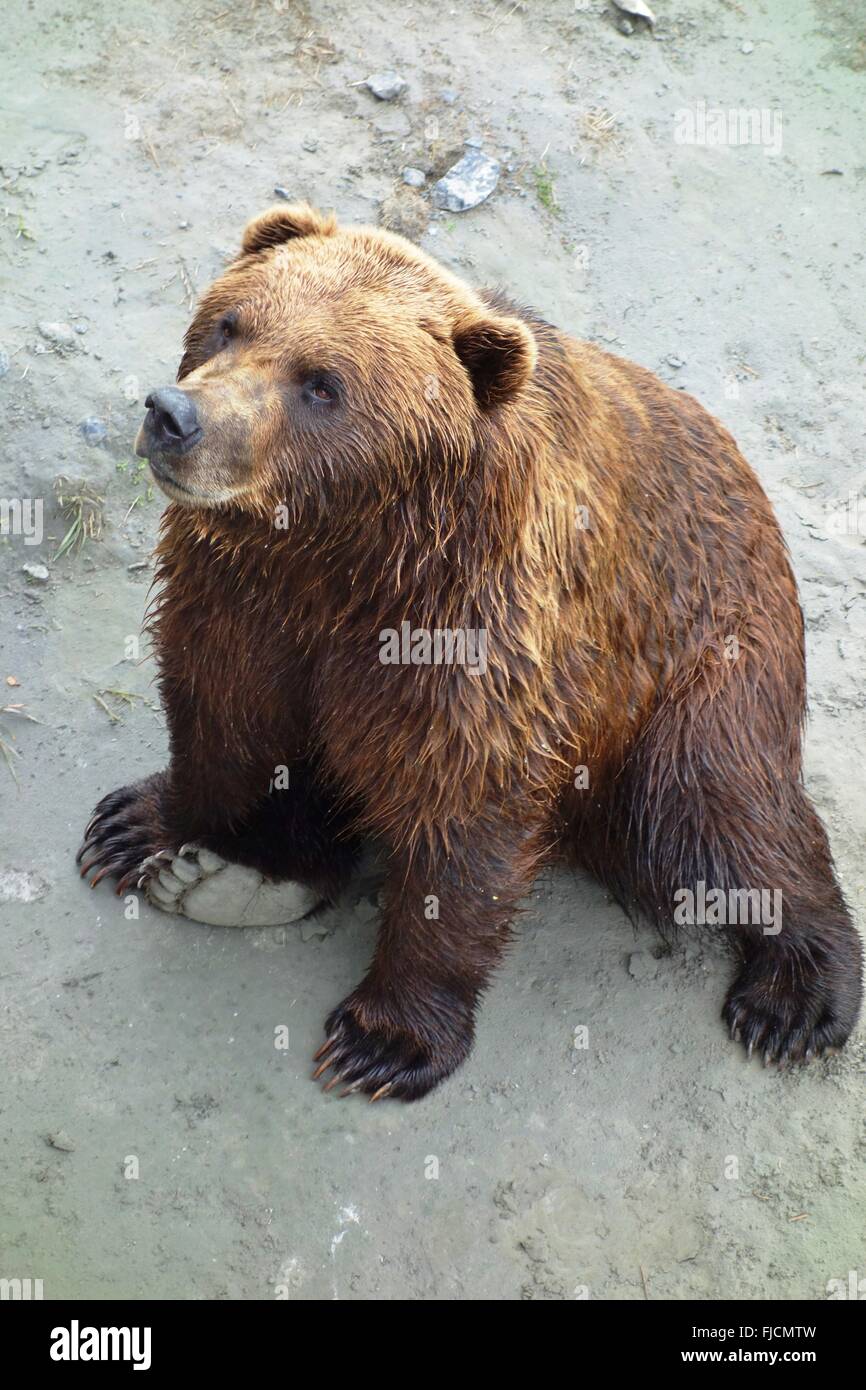 Oso Pardo de Alaska Foto de stock