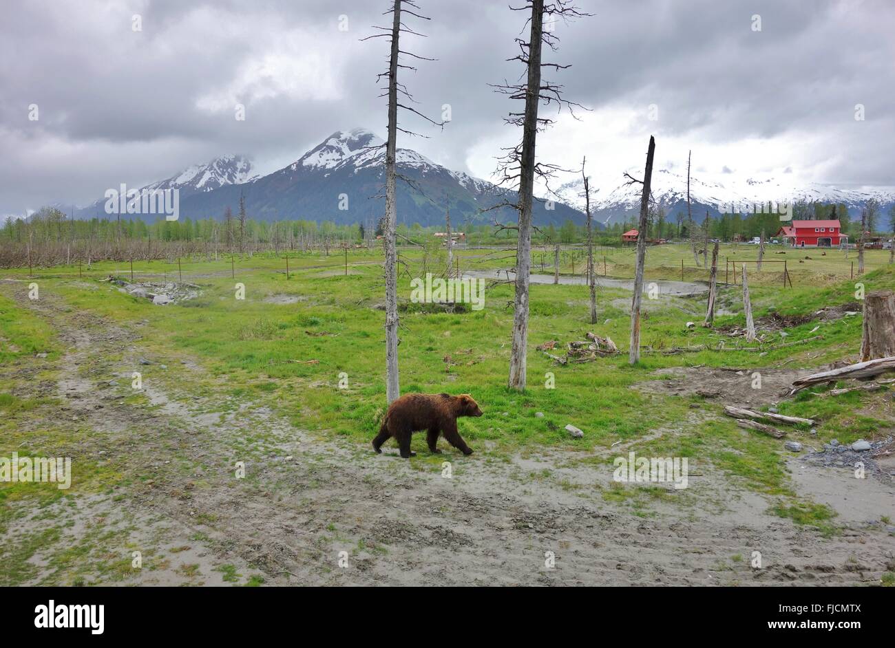 Oso Pardo de Alaska Foto de stock