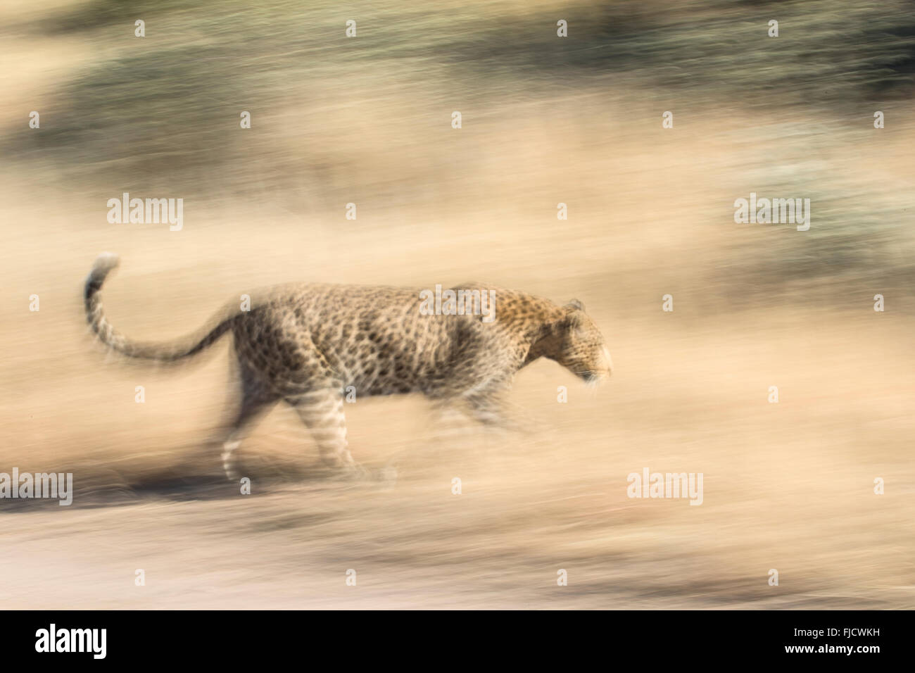 Leopardo en el desenfoque de movimiento Foto de stock
