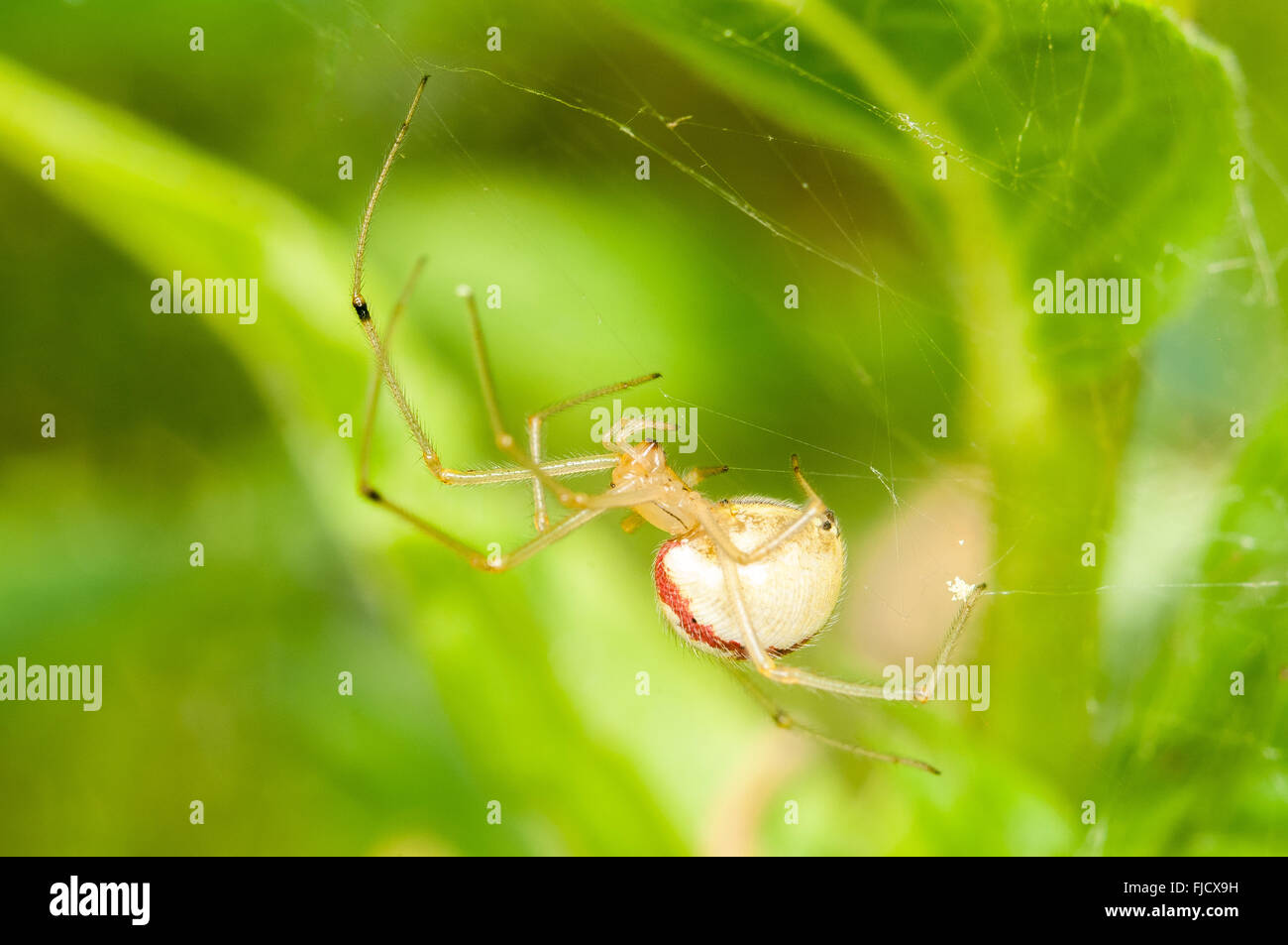 Una banda de caramelo (araña Enoplognatha ovata) se sienta en su web. Washington, Estados Unidos. Foto de stock