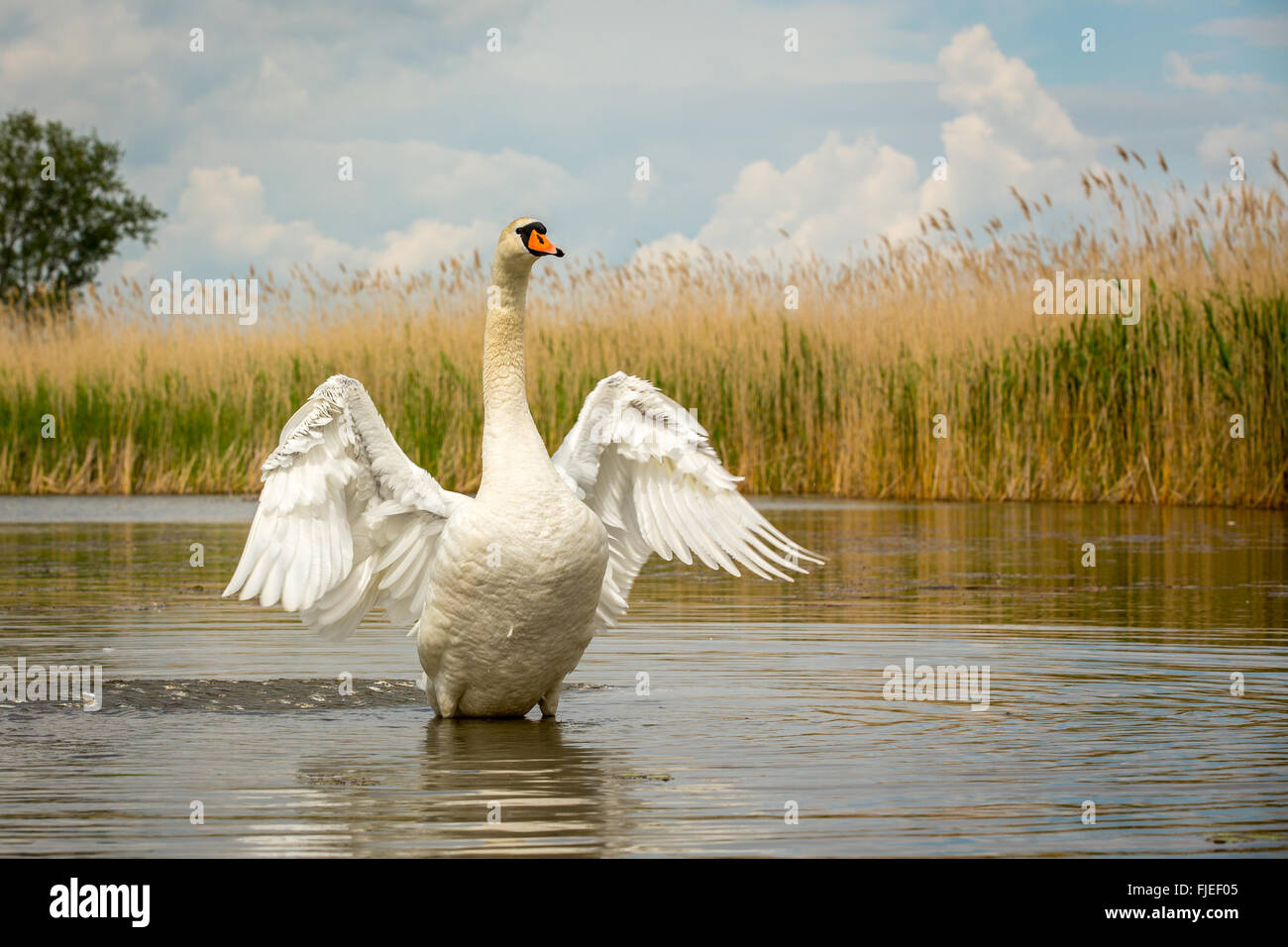 Vista de bajo nivel del Cisne (Cygnus olor) estirando las alas en un estanque rodeado de juncos Foto de stock