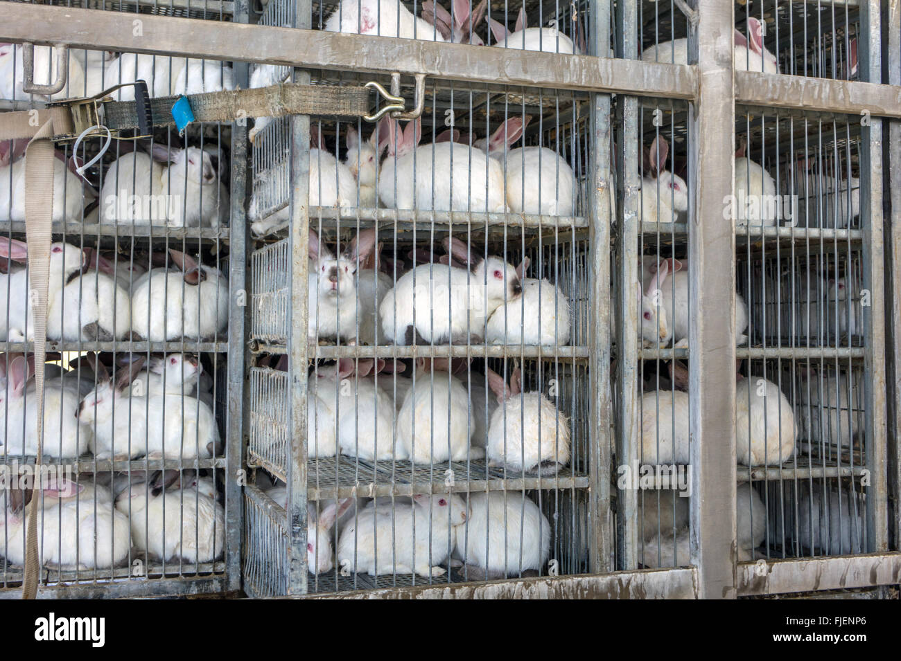 Gran número de conejos cría en jaulas para transporte Fotografía de stock -  Alamy