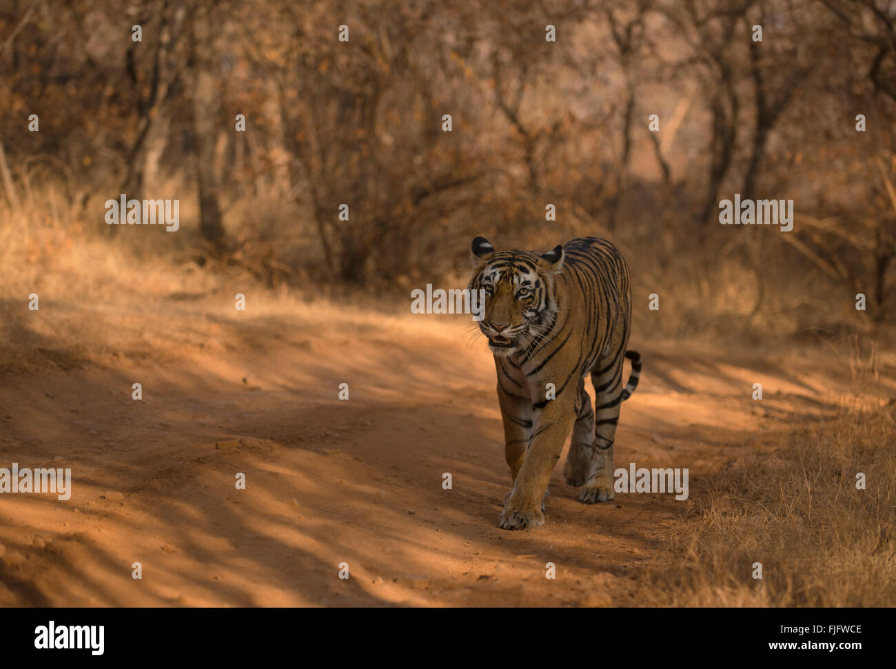 Wild tigre de Bengala (Pantera tigris tigris) caminar sobre la cabeza hacia  la cámara sobre una pista forestal en las selvas secas de Ranthambhor  Fotografía de stock - Alamy