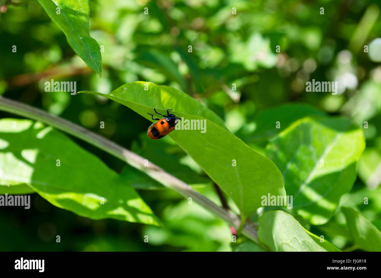 Ladybug en una hoja de una planta en los campos Foto de stock