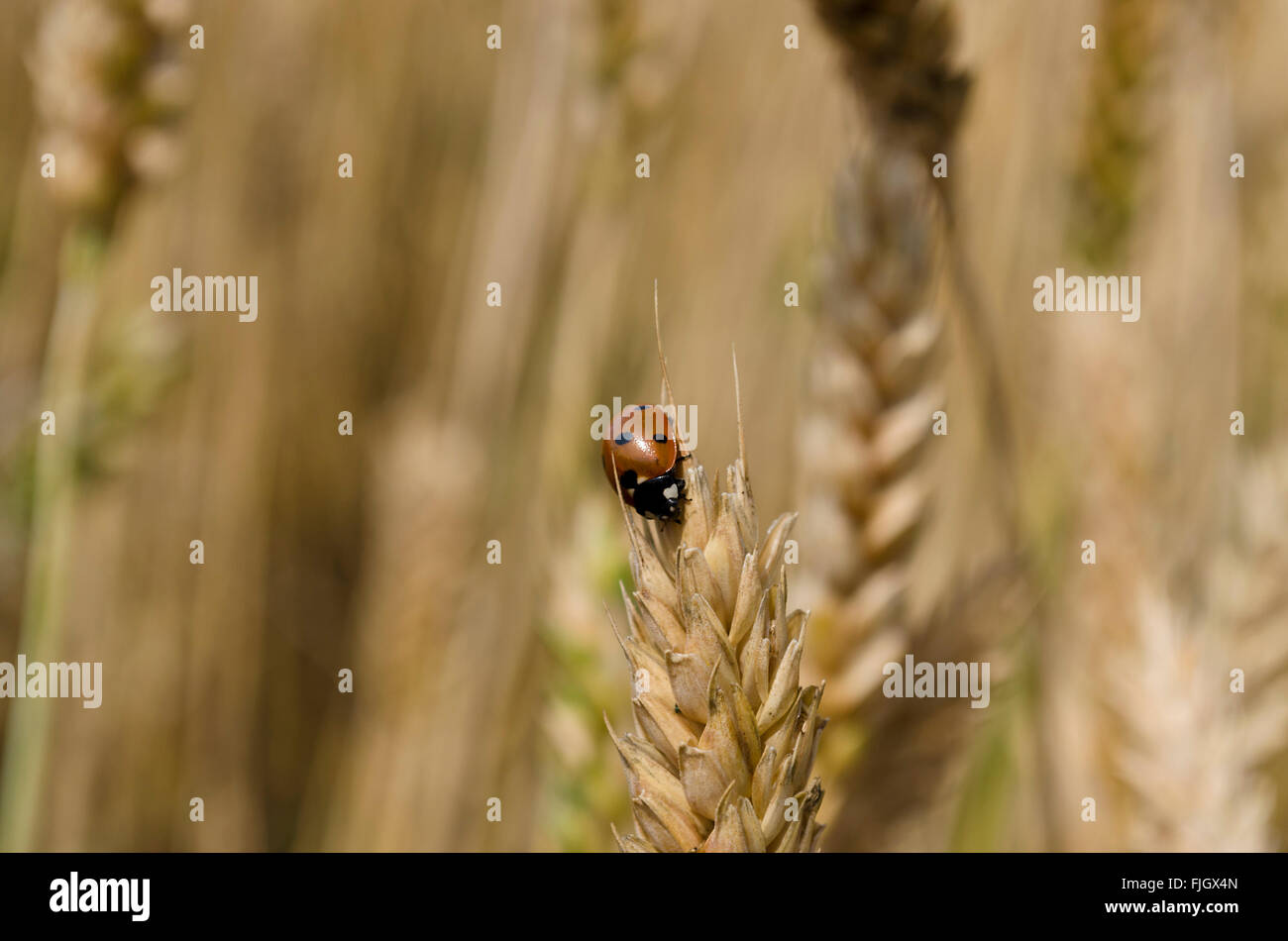 Ladybug en una cabeza de trigo en los campos Foto de stock