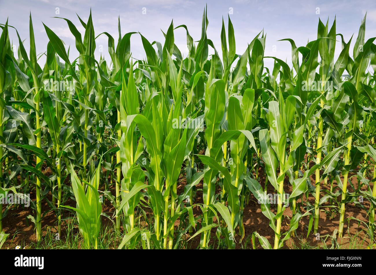 El verde campo de maíz en la región oriental de Bulgaria Foto de stock