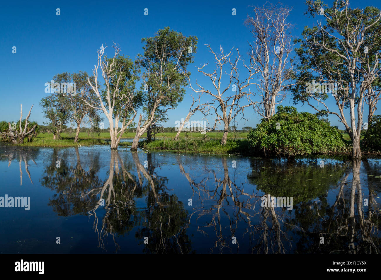 Reflexiones a primera hora de la mañana sobre Yellow Water Billabong en los humedales del Parque Nacional de Kakadu, Territorio del Norte, Australia Foto de stock