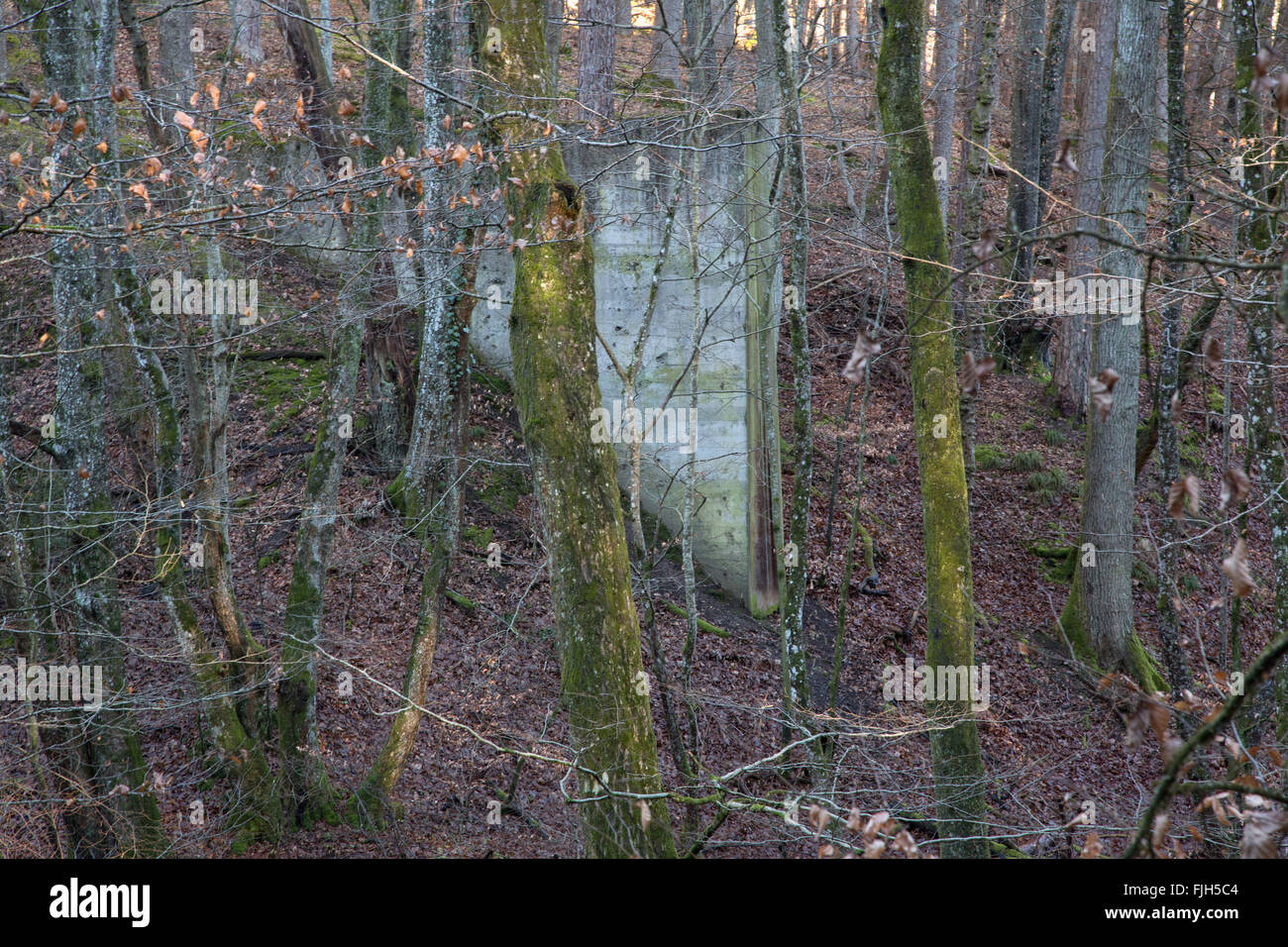 Muro de hormigón en un bosque, la función original claro, atmósfera de invierno Foto de stock