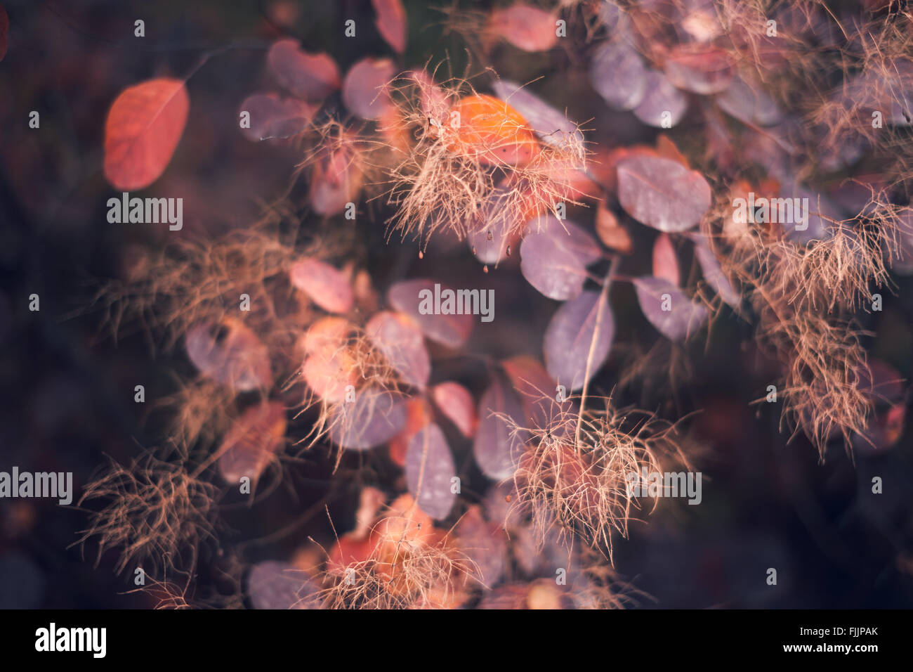 Hermosa naturaleza otoño fondo con coloridas hojas de sucursal en foco suave. Abstracto. Tonificación Vintage Foto de stock