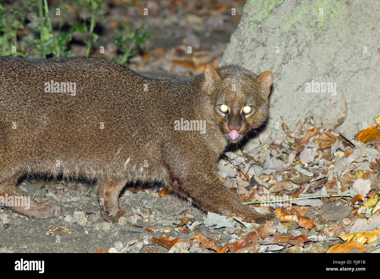 Puma yagouaroundi fotografías e imágenes de alta resolución - Alamy