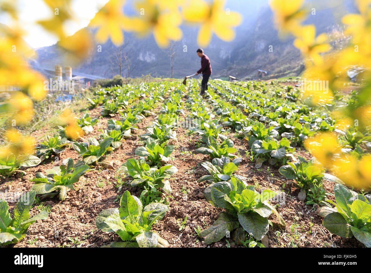 Qiandongnan. 1 de Mar, 2016. Un agricultor trabaja en los campos de Yuangu Township, en el suroeste de la provincia de Guizhou en China, 1 de marzo de 2016. La primavera regresa a la tierra como el clima mejore. © Wu Jibin/Xinhua/Alamy Live News Foto de stock