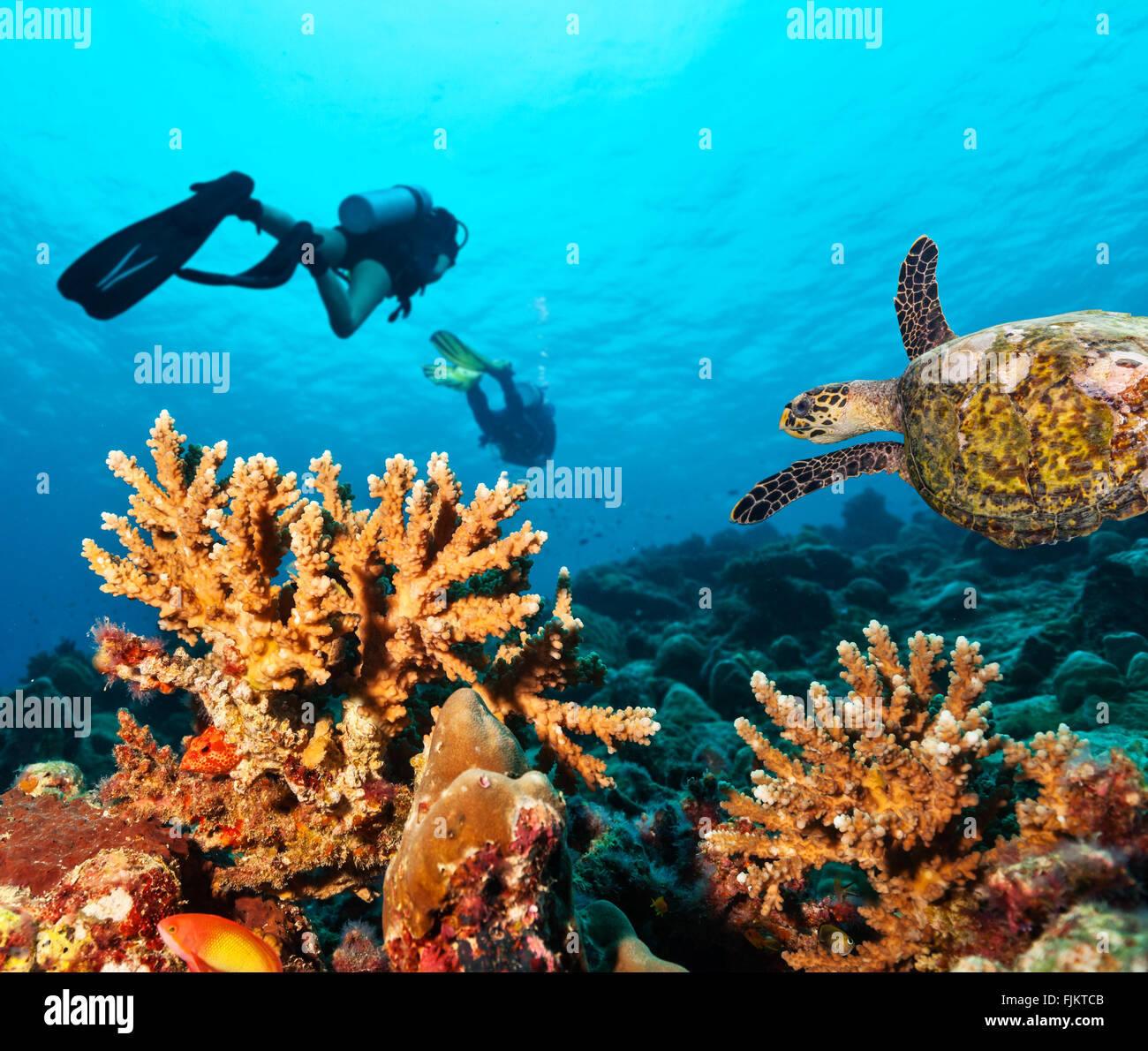 Los submarinistas exploran un arrecife de coral Foto de stock