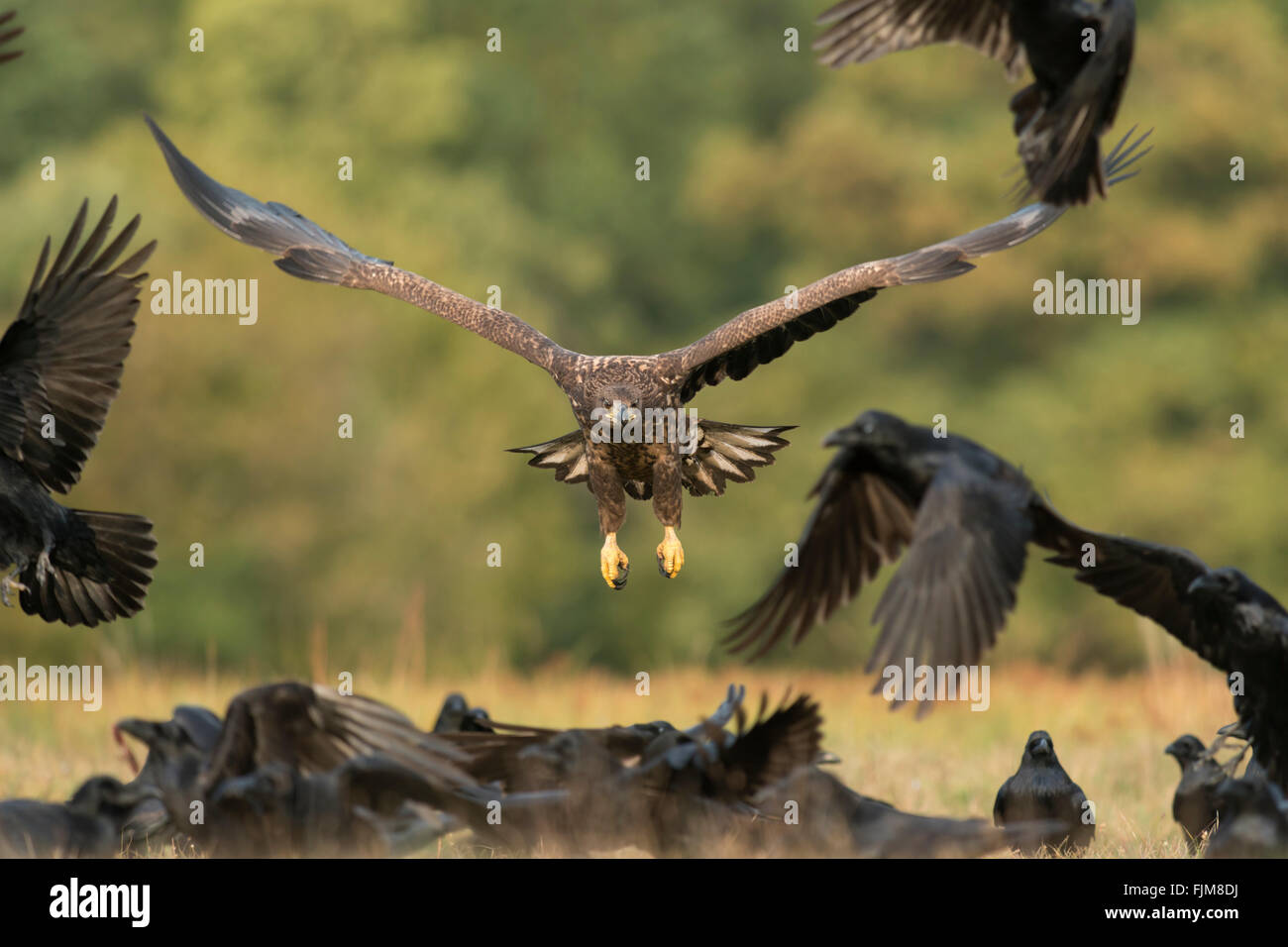 Pigargo ( Haliaeetus albicilla ), subadulto, persecuciones Norte de Cuervos, alimentos competidores, alimentador oportunista. Foto de stock