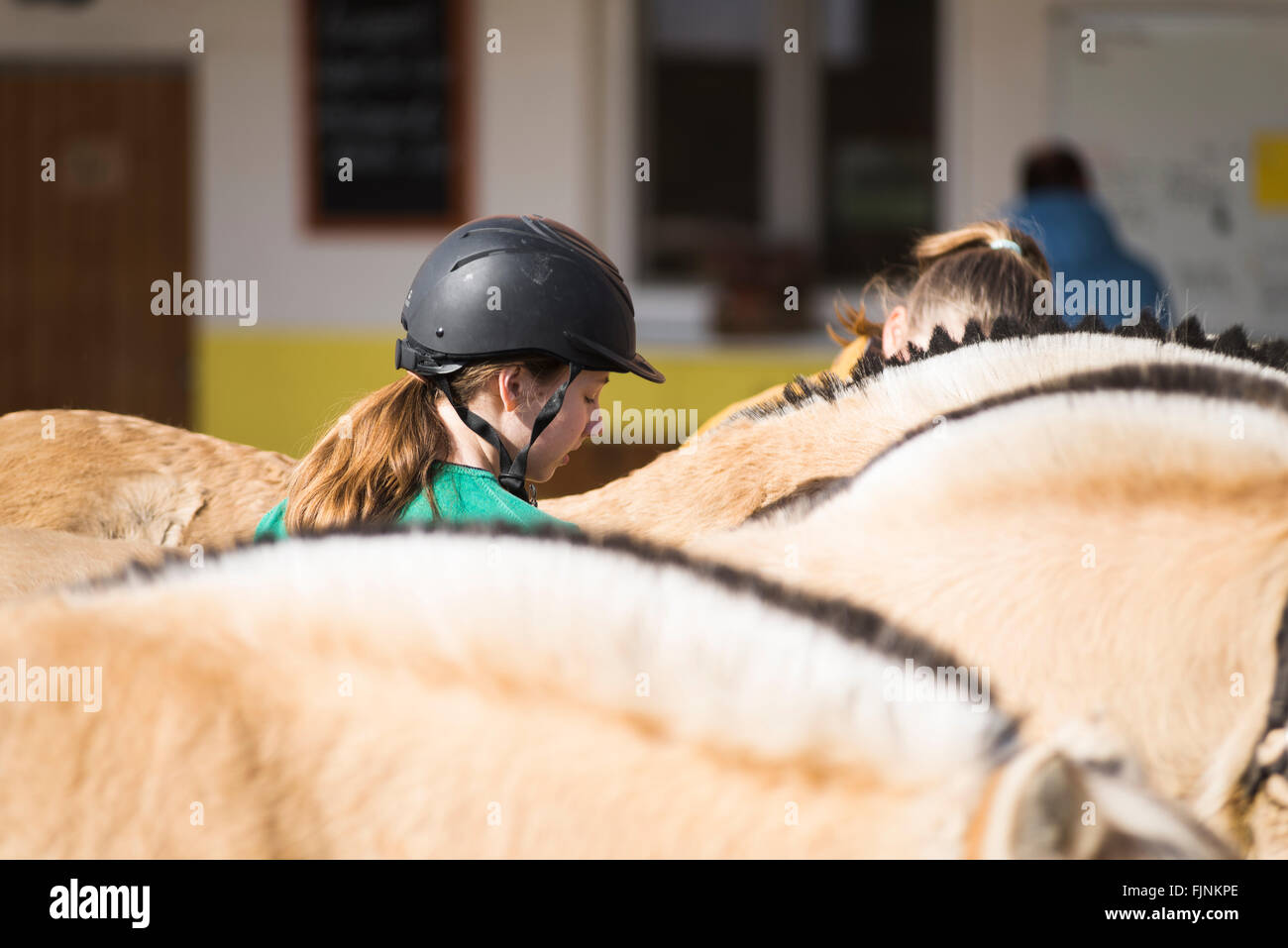 Las niñas entre el Fiordo cepillar los caballos ponis en sunshine Foto de stock