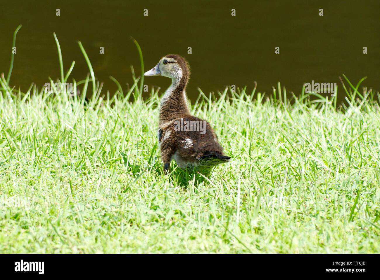Brown patito bebé de pie en el pasto por el estanque. Foto de stock