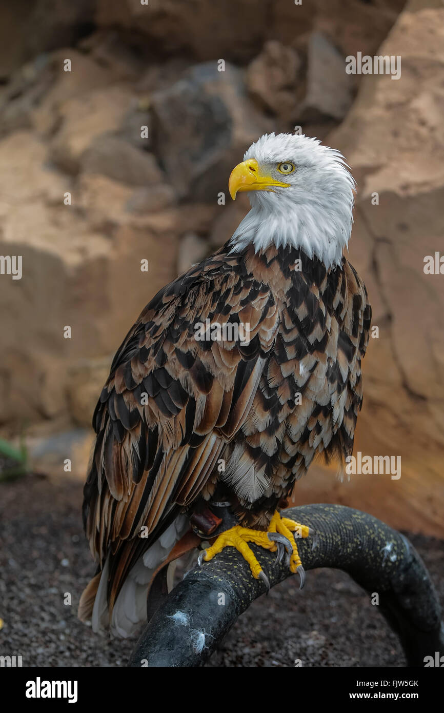 Un perfil vertical de cerca de un adulto de águila calva Foto de stock