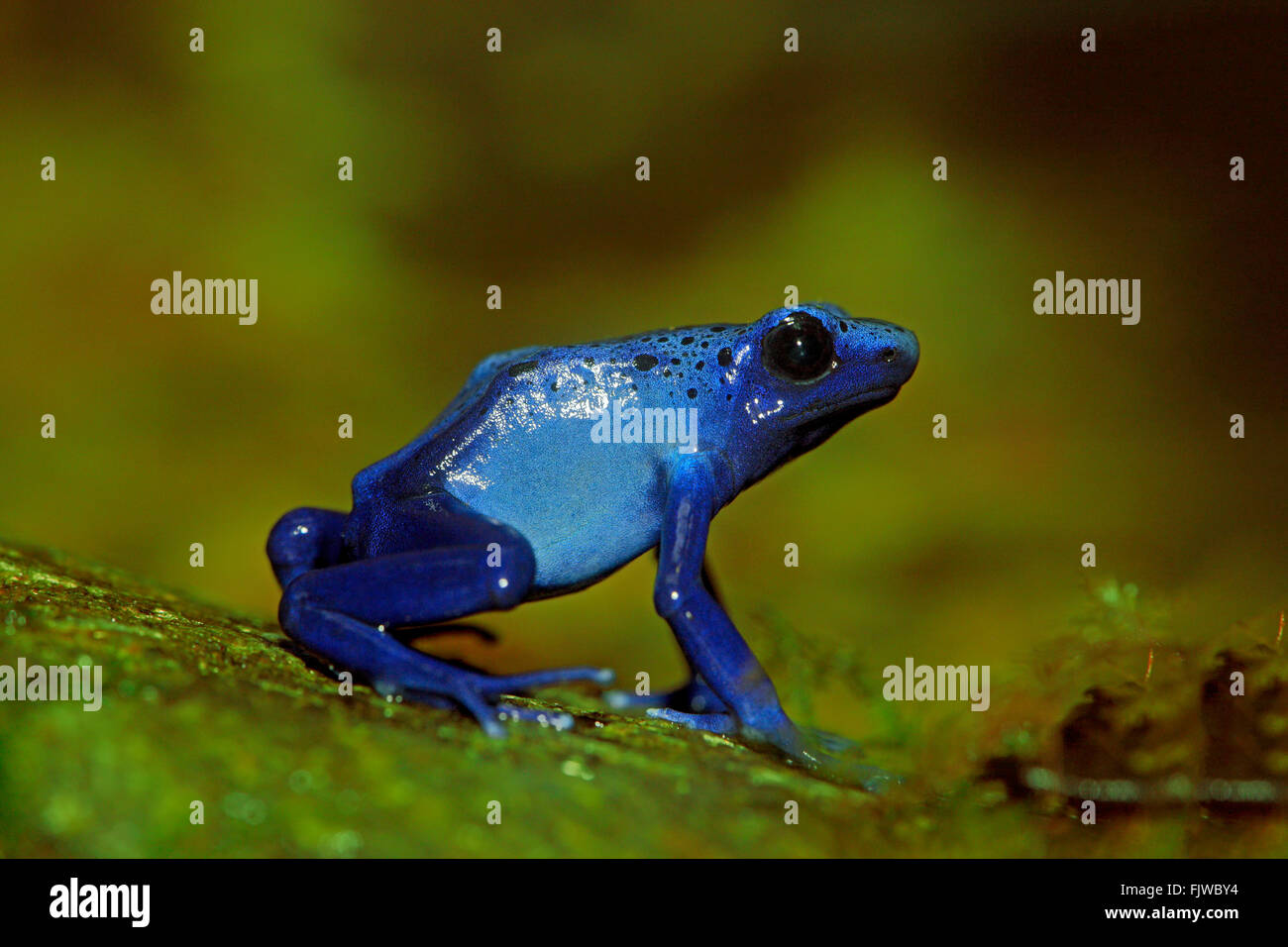 Blue poison dart frog, en la costa de América del Sur / (Dendrobates tinctorius) Foto de stock