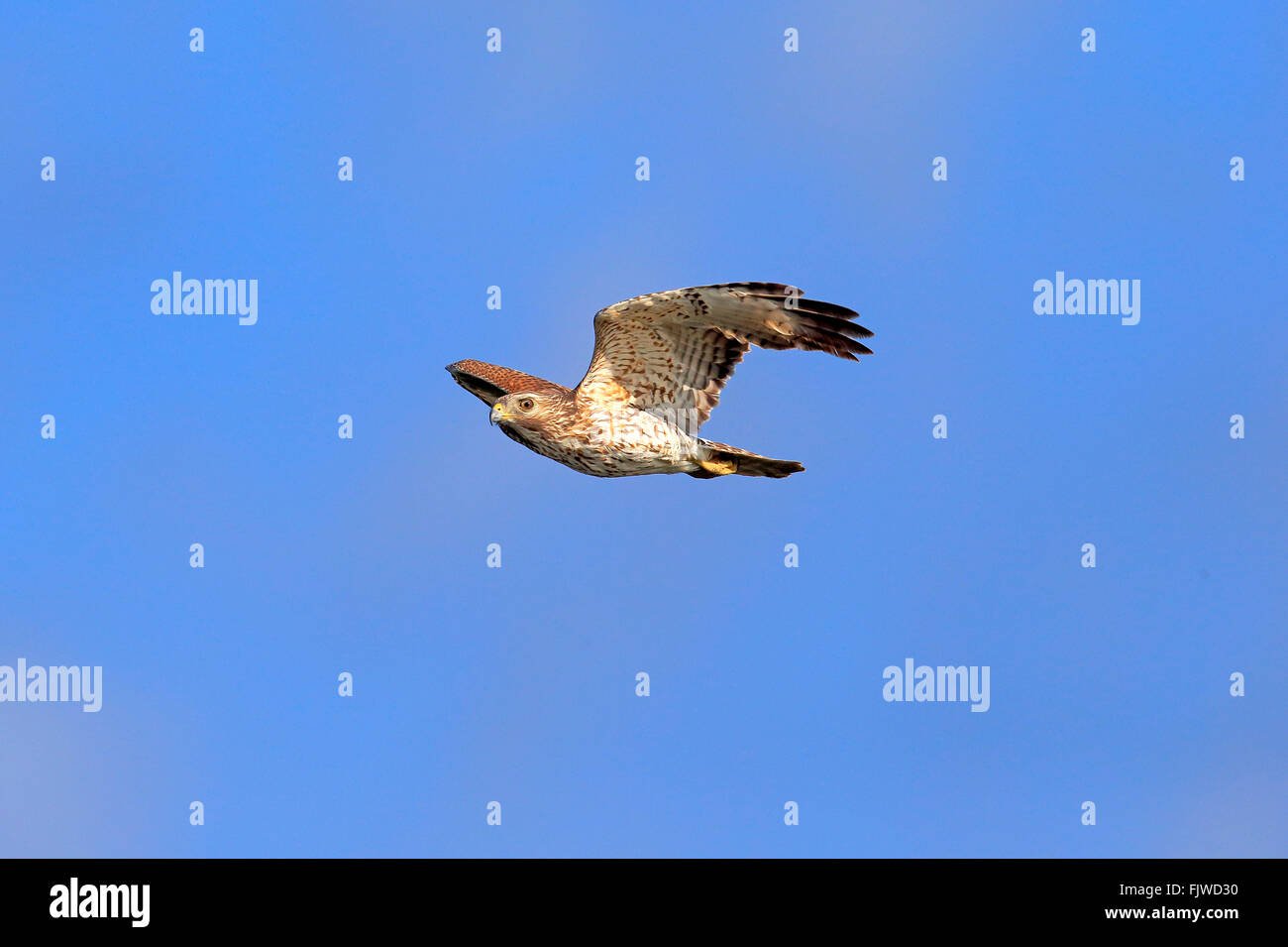 Cooper's Hawk, adulto vuela, Wakodahatchee humedales, Delray Beach, Florida, Estados Unidos, Northamerica / (Accipiter cooperii) Foto de stock