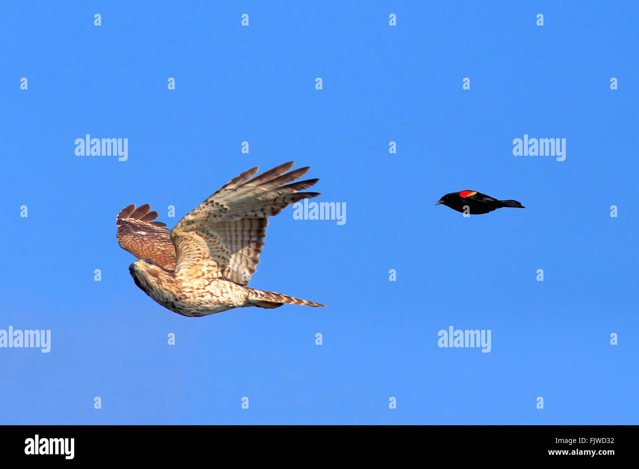 Cooper's Hawk volando adulto es atacado desde rojo mirlo alado Wakodahatchee humedales Delray Beach Florida USA Northamerica / Foto de stock