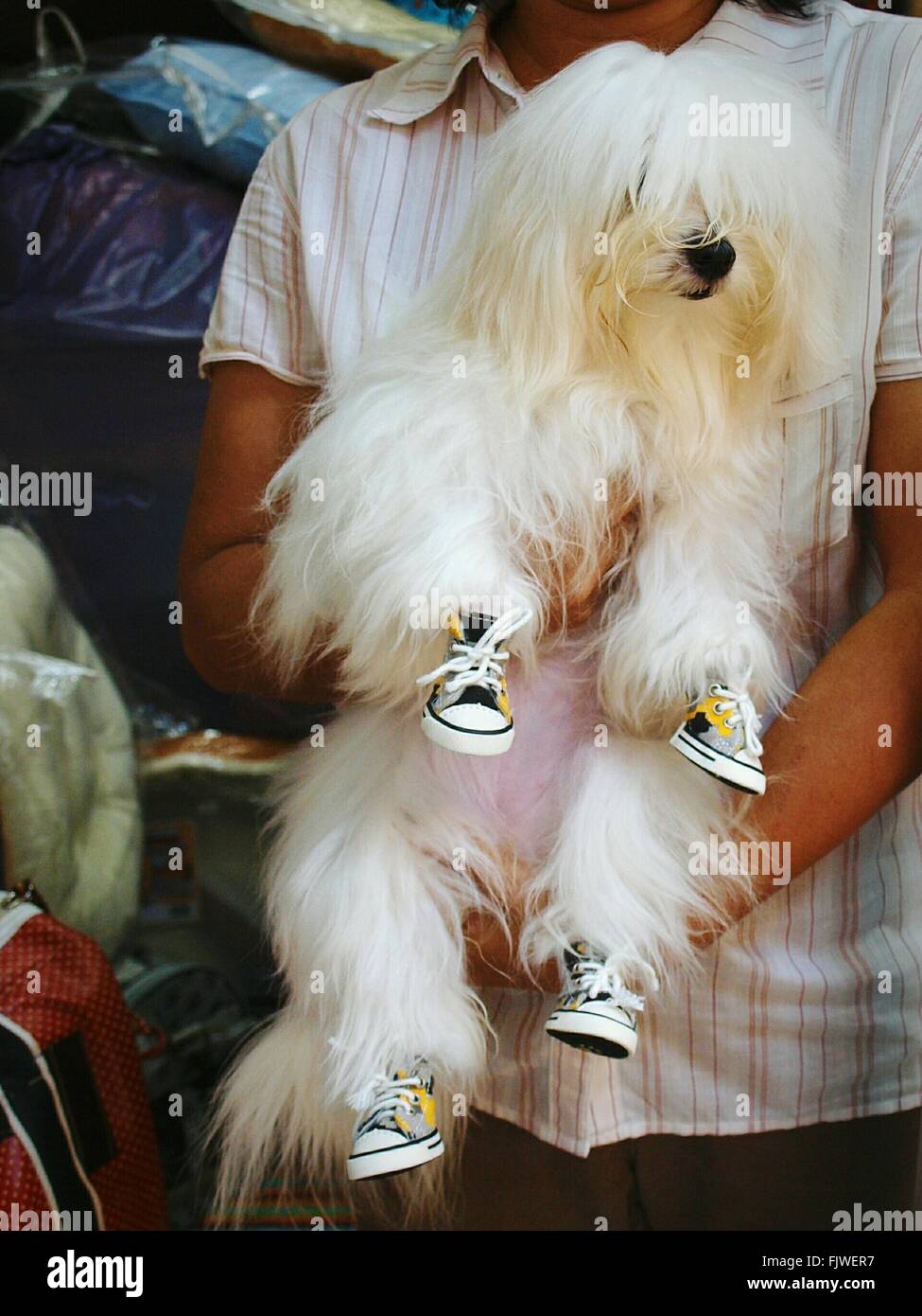 Parte media del hombre llevando peludo perro con zapatos Fotografía de  stock - Alamy
