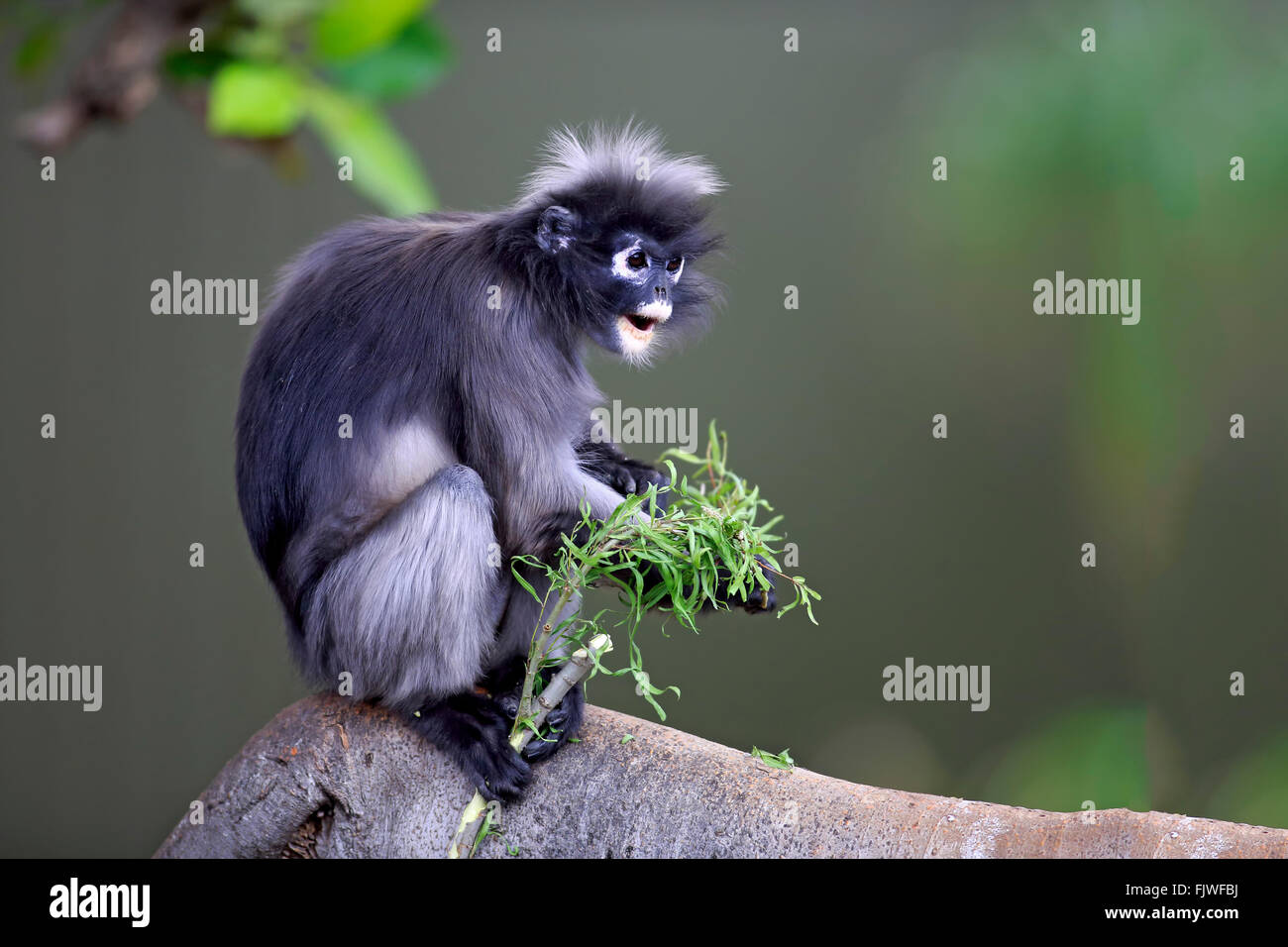 Hojas negruzcas mono, Asia / (Trachypithecus obscurus) Foto de stock