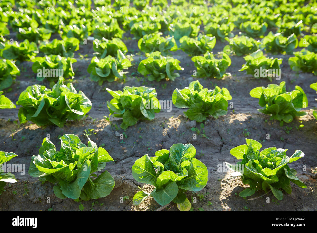 Romain verde lechuga campo en una fila en el área mediterránea Foto de stock