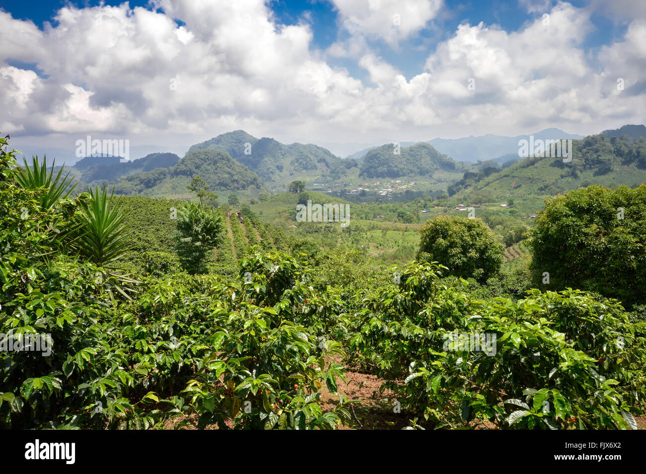 Campo de cafe fotografías e imágenes de alta resolución Alamy