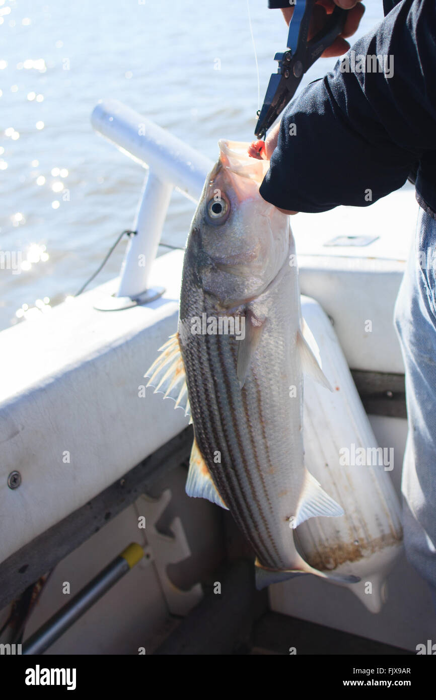 Cerca de un pescador desenganchar un róbalo listado de peces capturados en el río Hudson, NY. Foto de stock