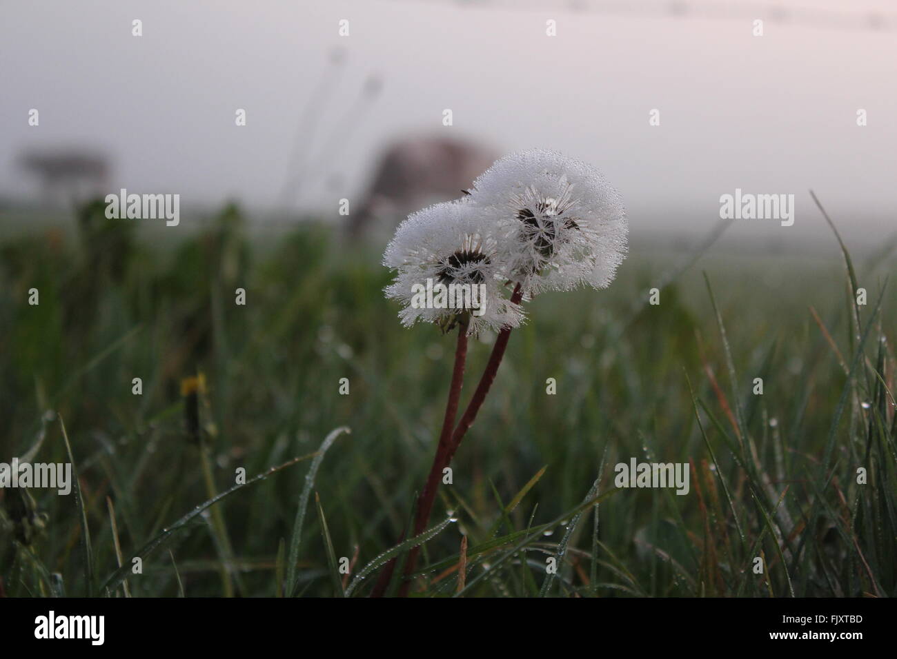 Gotas de agua flores blancas en primer plano de campo fotografías e  imágenes de alta resolución - Alamy