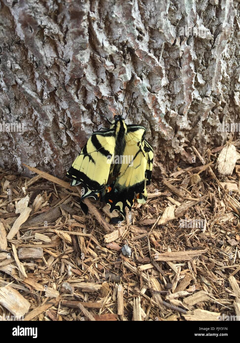 Lesionado especie oriental mariposa con aleta dañada Foto de stock