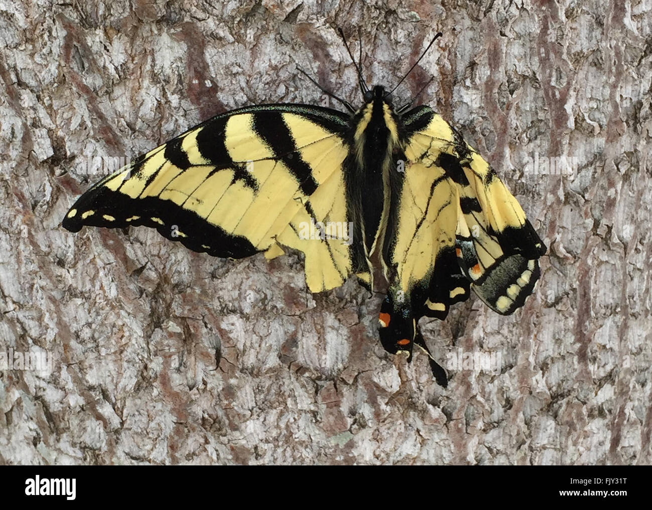 Lesionado especie oriental mariposa con aleta dañada Foto de stock