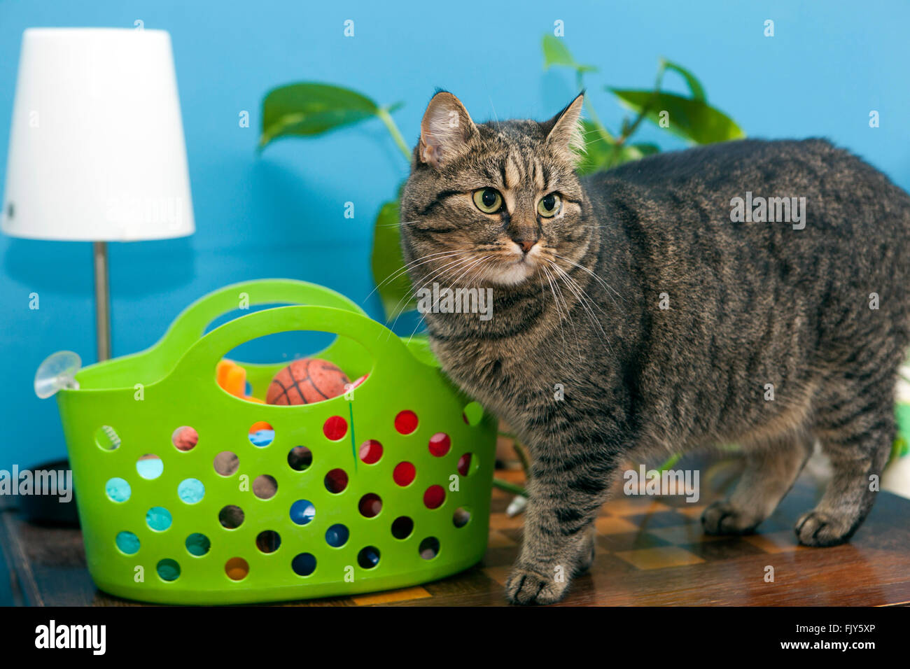 Gato doméstico tabby gato en la mesa y juguetes en una cesta Foto de stock