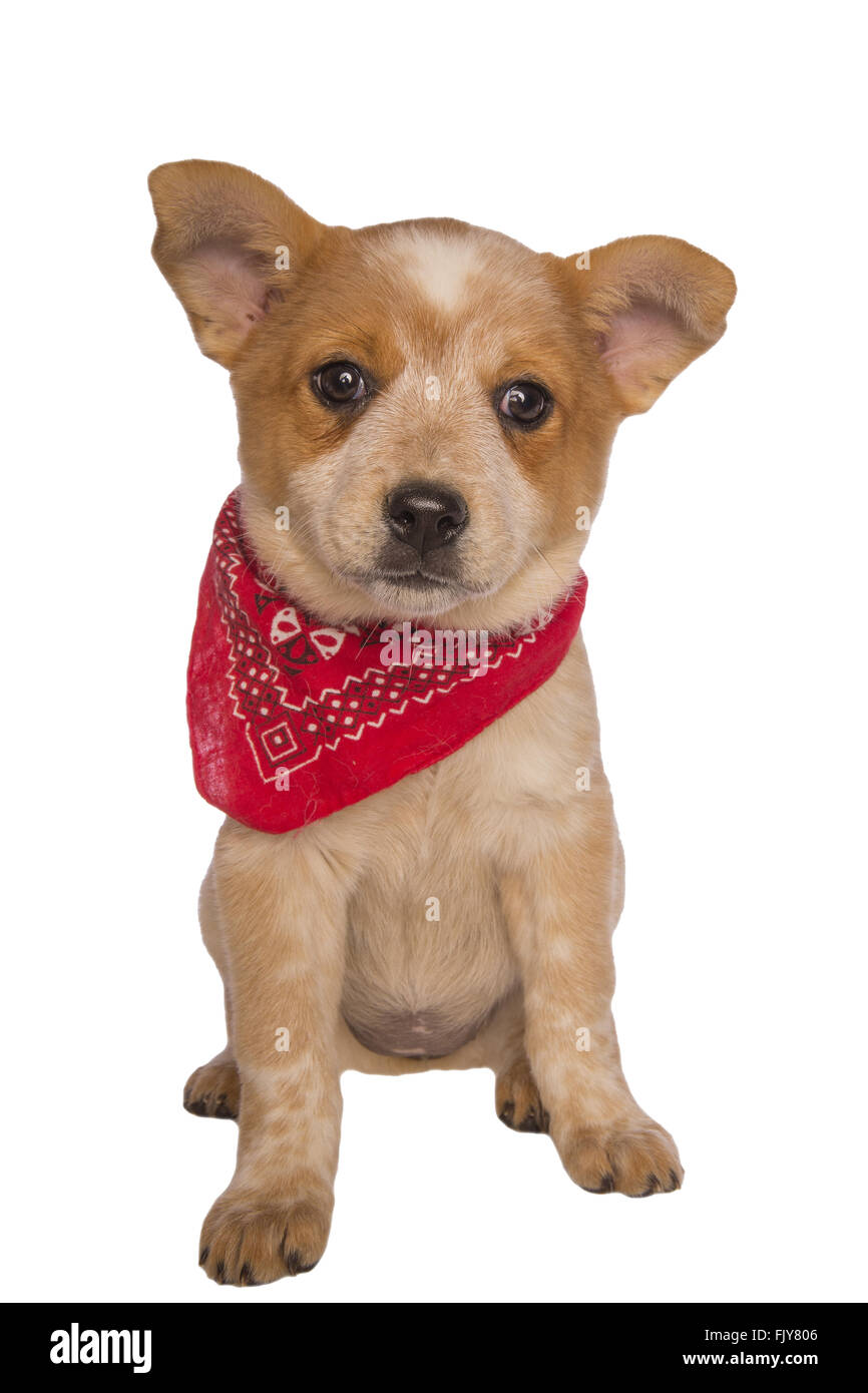 Comprensión Goneryl juicio Perro de ganado australiano pup vistiendo un pañuelo bufanda aislado  Fotografía de stock - Alamy