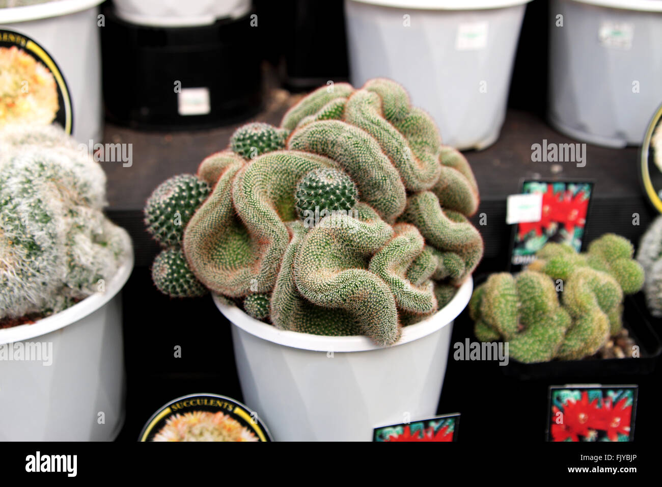 Mammillaria elongata cristata o conocido como cerebro Cactus Foto de stock