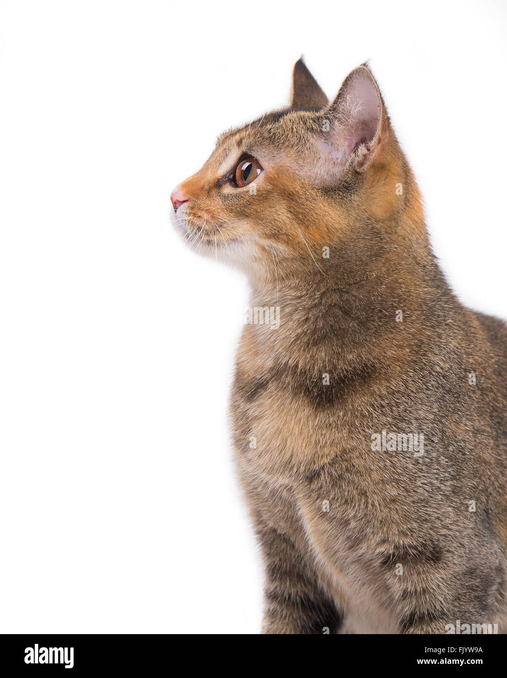 Cerrar vista de perfil de kitty cat. Foto de stock