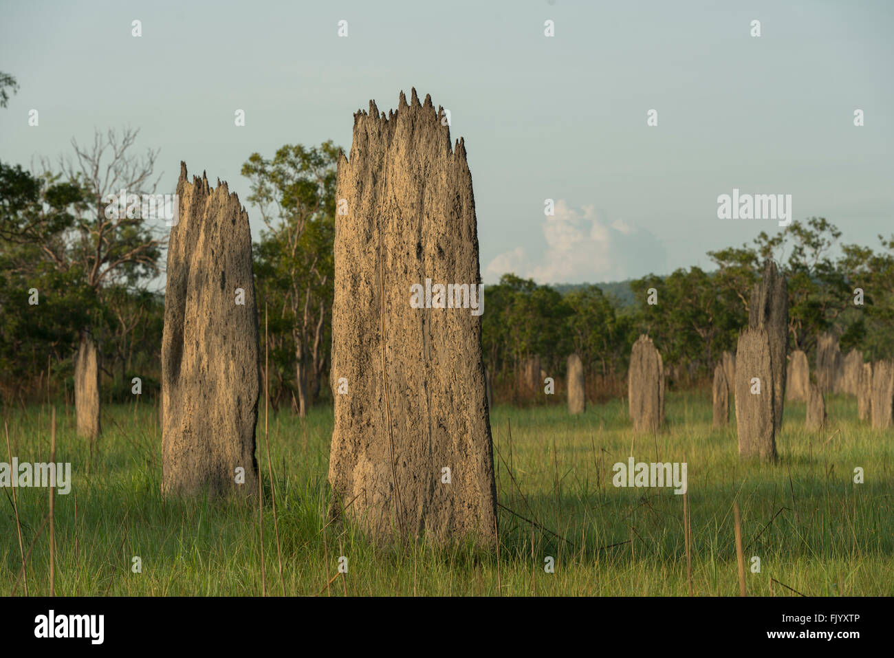 Las termitas magnético en Litchfield National Park. La brújula de termitas (Amitermes meridionalis y A. laurensis) construir tall, w Foto de stock